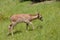 Fawn fallow deer in the field