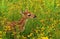 Fawn in field