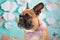 Fawn French Bulldog dog boy with a purple bowtie around his neck in front of  baby blue background