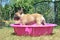 Fawn French Bulldog dog cooling down in pink swimming pool during summer