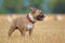 Fawn French Bulldog dog with long legs standing in a harvested grain field in late summer