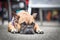 Fawn French Bulldog dog lying flat on ground