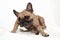 Fawn French Bulldog dog with skin allergies scratching in front of white background