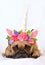 Fawn French Bulldog girl with black mask and unicorn headband with flowers lying on the floor on white background