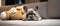 Fawn French Bulldog pup rests on couch beside toy bear