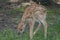 Fawn Grazing In Shaded Upland Forest