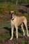 Fawn Great Dane