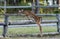 Fawn jumping a fence