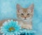 Fawn kitten amongst flowers