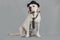 Fawn Labrador male in a black hat and tie sits on a  studio background