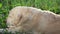 Fawn Labrador retriever in the garden on a background of green leaves. The dog is resting in nature.