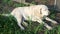 Fawn Labrador retriever in the garden on a background of green leaves. The dog is resting in nature.