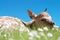 Fawn laying in a daisy field close up