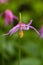 Fawn Lily, Butchart Gardens, Canada