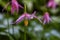 Fawn Lily, Butchart Gardens, Canada