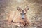 Fawn lying on the grass