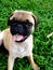 FAWN Male Pug with green grass in his mouyh