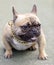 Fawn male puppy Frenchie with gold collar sitting and showing teeth