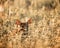 Fawn in the Meadow