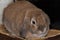Fawn mini lop-eared rabbit