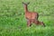 Fawn with Mom in Green Grass