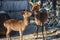 Fawn with mother deer relax in sunshine in the Miyajima island