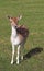 Fawn on a pasture, looking at camera