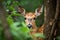 fawn peeking out from behind forest shrubbery