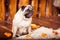 Fawn pug dog sits on the furs at the wooden boards background an