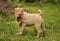 Fawn puppy sharpei