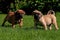 Fawn and red Cane corso puppys, 8 weeks