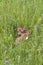 Fawn Resting in Lush Meadow