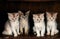 FAWN SOMALI DOMESTIC CAT, KITTENS SITTING