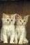 Fawn Somali Domestic Cat, Kittens sitting