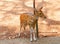 A Fawn of a Spotted Deer/Chital/Cheetal/Axis axis