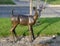 Fawn standing alertly, part of `A Wilderness Welcome` by Archie Saint Clair in the historic district of Grapevine