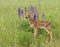 Fawn Standing in Front of Purple Lupine