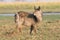 Fawn waterbuck