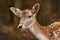 Fawn White European fallow deer