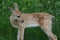 Fawn Whitetail Against A Fence