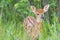 Fawn Whitetail deer