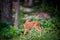 Fawn Whitetail Deer looking back