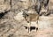 Fawn whitetail deer in the Palo Duro Canyon State Park, Texas,