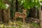 Fawn in the woods by itself