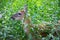 Fawn - young deer in green foliage