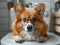 Fawncolored Corgi dog with glasses lounging on toilet