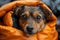 A fawncolored dog, likely a companion breed, is cozy in an orange sleeping bag