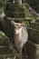 Fawns or deer among the stone lanterns in Tobishino in the city of Nara in Japan 4