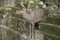 Fawns or deer among the stone lanterns in Tobishino in the city of Nara in Japan 6