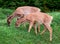 Fawns eating grass